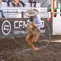 TikTok Account - lioncitooo