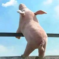 TikTok Account - pangbang666