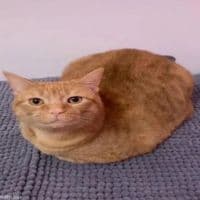 TikTok Account - shampqang.ae