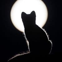 TikTok Account - boss4k02