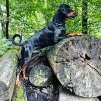 TikTok Account - king__zaro