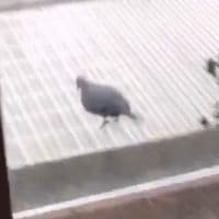 TikTok Account - uppey_downeyy