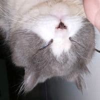 TikTok Account - noeel76