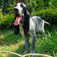 TikTok Account - sabuesospurosr.g