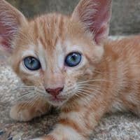 TikTok Account - amrani.salim