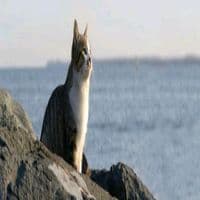 TikTok Account - robloxastolgia