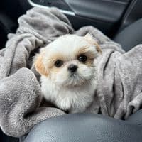 TikTok Account - taylorlarsen3