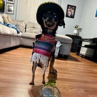 TikTok Account - duhbrix_