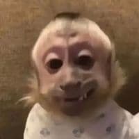 TikTok Account - zmaxaep