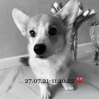 TikTok Account - ye.yekaterina