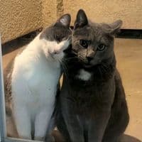 TikTok Account - shantyapril