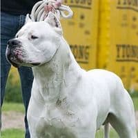 TikTok Account - kratos173l