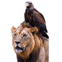 TikTok Account - asa_sino1