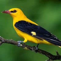 TikTok Account - ivolga2027