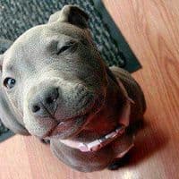 TikTok Account - alessandropasceritiktok