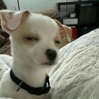 TikTok Account - vspvanilsil