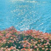 TikTok Account - all.ysq