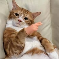 TikTok Account - petspickuplight