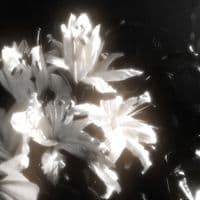 TikTok Account - wmelyz