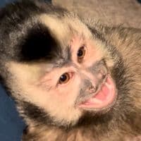 TikTok Account - oliviamacacaoficial