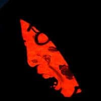 TikTok Account - highest703