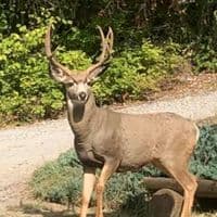 TikTok Account - griffdog049