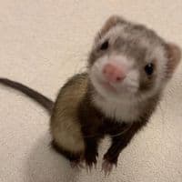 TikTok Account - spenyx5