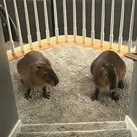 TikTok Account - michigancapybaras