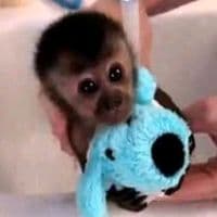 TikTok Account - bllsne