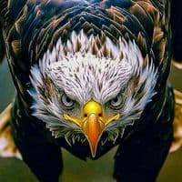 TikTok Account - eagle7702