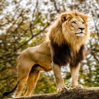 TikTok Account - 00000karim