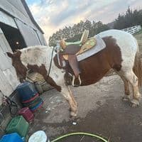 TikTok Account - 2fancy.4u