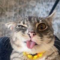 TikTok Account - iamrigbycat