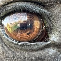 TikTok Account - bond.jowi