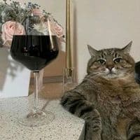 TikTok Account - lionelmaq