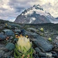 TikTok Account - healingoutdoorsy