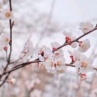 TikTok Account - olgavesna8