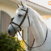 TikTok Account - horse._.edits45