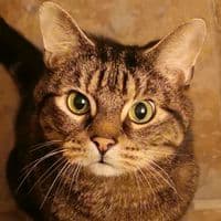 TikTok Account - seitsuki