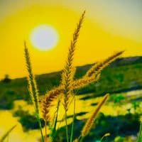 TikTok Account - sada_apna_pind_82