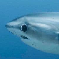 TikTok Account - sobrebiologia