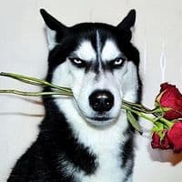 TikTok Account - amnan.demak