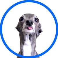 TikTok Account - tikatheiggy