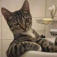 TikTok Account - snovvin_dss