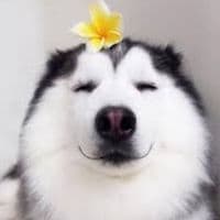 TikTok Account - vipno.92