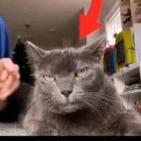 TikTok Account - alexandersanchez7073