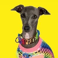 TikTok Account - dusa_the_iggy