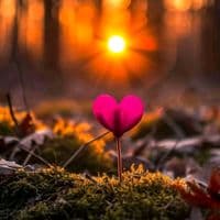 TikTok Account - pensamentosreaisdavida