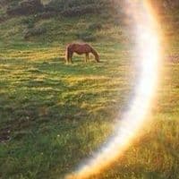 TikTok Account - yuzupunks