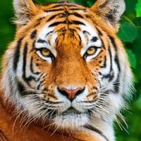 TikTok Account - belorusshurik